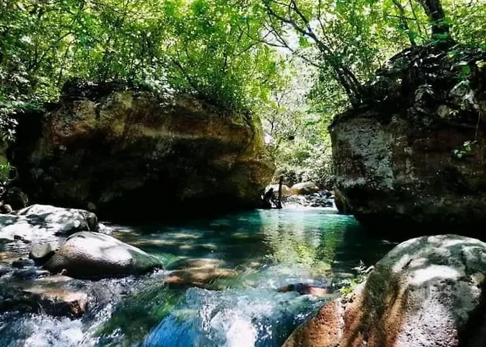 Pochote Guayabo (Guanacaste)