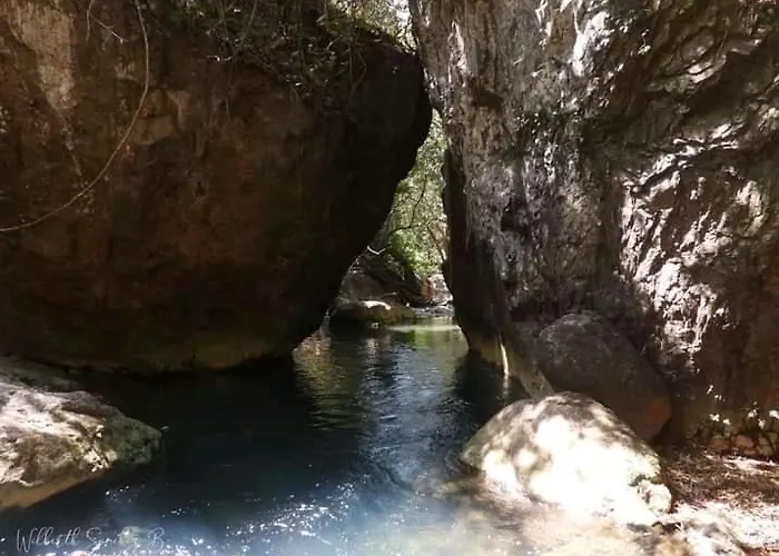 Pochote * Guayabo (Guanacaste)
