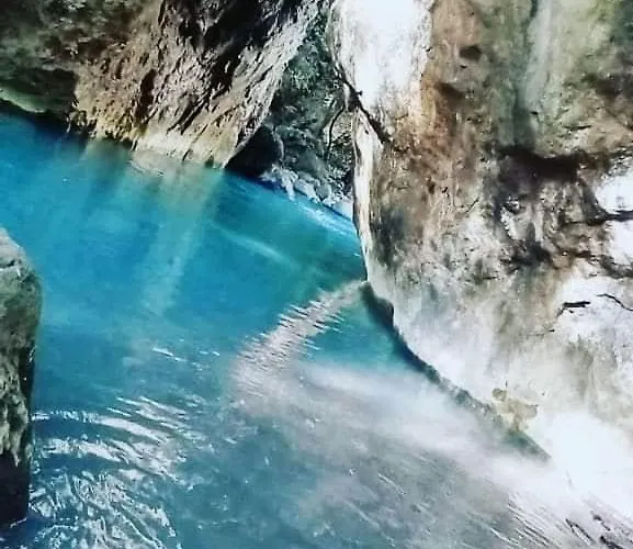 Pochote * Guayabo (Guanacaste)