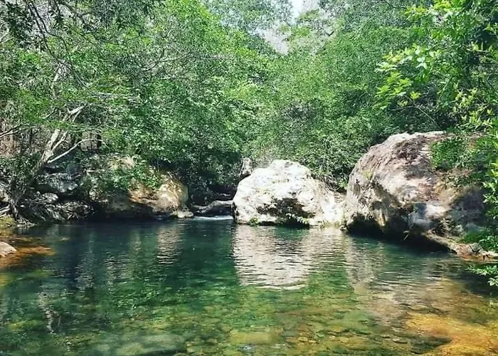 Pochote * Guayabo (Guanacaste)